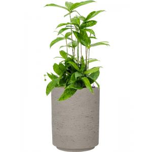 Plant in Pot Dracaena Surculosa 60 cm kamerplant in Rough Grey Washed 21 cm bloempot