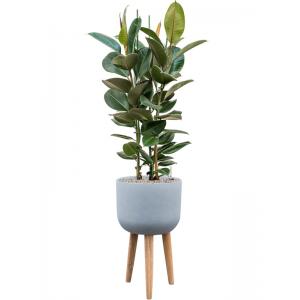 Plant in Pot Ficus Elastica Robusta 150 cm kamerplant in Refined Retro With Feet Grey 36 cm bloempot