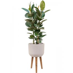 Plant in Pot Ficus Elastica Robusta 150 cm kamerplant in Refined Retro With Feet Natural White 36 cm bloempot