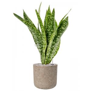 Plant in Pot Sansevieria Masoniana Dragon 100 cm kamerplant in Rough Grey Washed 24 cm bloempot