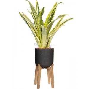 Plant in Pot Sansevieria Trifasciata Lauren 110 cm kamerplant in Rough With Feet High Black Washed 32 cm bloempot