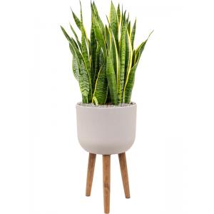 Plant in Pot Sansevieria Trifasciata Laurentii 120 cm kamerplant in Refined Retro With Feet Natural White 36 cm bloempot