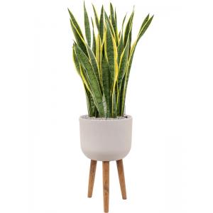 Plant in Pot Sansevieria Trifasciata Laurentii 135 cm kamerplant in Refined Retro With Feet Natural White 36 cm bloempot