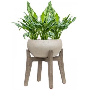 Plant in Pot Aglaonema Miss Julliete 75 cm kamerplant in Cement With Feet Beige Washed 40 cm bloempot