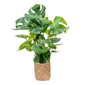 Plant in Pot Monstera Deliciosa 130 cm kamerplant in Bohemian Bamboo 31 cm bloempot