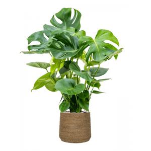 Plant in Pot Monstera Deliciosa 130 cm kamerplant in Bohemian Straw Grass 35 cm bloempot