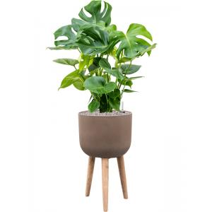 Plant in Pot Monstera Deliciosa 130 cm kamerplant in Refined Retro With Feet Brown 36 cm bloempot