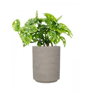 Plant in Pot Monstera Obliqua 50 cm kamerplant in Rough Grey Washed 21 cm bloempot