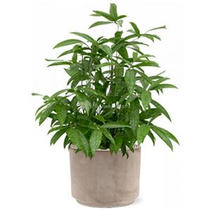 Plant in Pot Dracaena Surculosa 65 cm kamerplant in Terra Cotta 25 cm bloempot