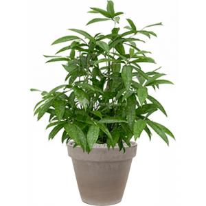 Plant in Pot Dracaena Surculosa 95 cm kamerplant in Terra Cotta 35 cm bloempot
