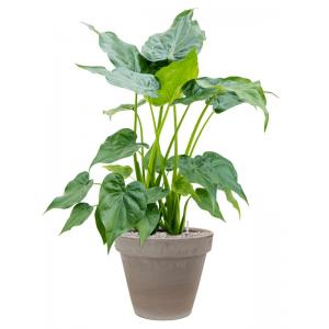 Plant in Pot Alocasia Cucullata 100 cm kamerplant in Terra Cotta Grijs 35 cm bloempot