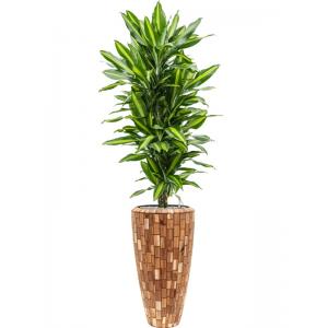 Plant in Pot Dracaena Fragrans Cintho 185 cm kamerplant in Baq Facets Jenga 35 cm bloempot