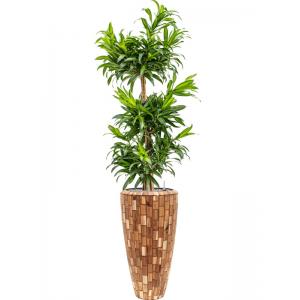 Plant in Pot Dracaena Reflexa Song og Jamaica 190 cm kamerplant in Baq Facets Jenga 35 cm bloempot
