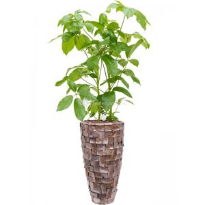 Plant in Pot Schefflera Actinophylla Amate 170 cm kamerplant in Baq Oceana Pearl Brown 35 cm bloempot