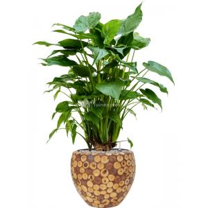 Plant in Pot Alocasia Cucculata 130 cm kamerplant in Baq Facets Ageless 42 cm bloempot