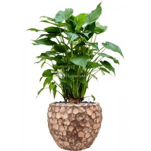 Plant in Pot Alocasia Cucculata 135 cm kamerplant in Baq Facets Into Coco 50 cm bloempot