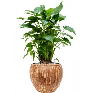 Plant in Pot Alocasia Cucculata 135 cm kamerplant in Baq Facets Jenga 50 cm bloempot