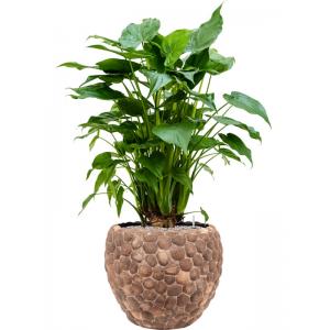 Plant in Pot Alocasia Cucculata 135 cm kamerplant in Baq Facets Out Of Coco 50 cm bloempot