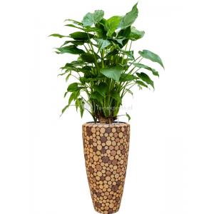 Plant in Pot Alocasia Cucculata 160 cm kamerplant in Baq Facets Ageless 35 cm hoge bloempot
