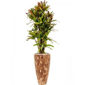 Plant in Pot Croton Variegatum Mammi 185 cm kamerplant in Baq Facets Jenga 35 cm bloempot