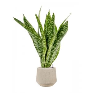 Plant in Pot Sansevieria Masoniana Dragon 105 cm kamerplant in Baq Raindrop 30 cm bloempot