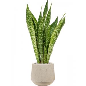 Plant in Pot Sansevieria Masoniana Dragon 95 cm kamerplant in Baq Raindrop 30 cm bloempot