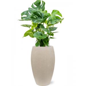 Plant in Pot Monstera Deliciosa 130 cm kamerplant in Baq Raindrop 37 cm bloempot