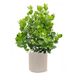 Plant in Pot Clusia Rosea Princess 140 cm kamerplant in baq Raindrop 42 cm bloempot