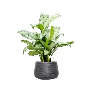 Plant in Pot Aglaonema Christina A 55 cm kamerplant in Baq Angle Anthracite 24 cm bloempot