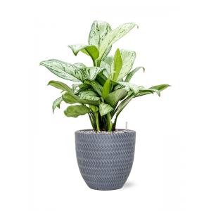 Plant in Pot Aglaonema Christina A 65 cm kamerplant in Baq Angle Grey 24 cm bloempot