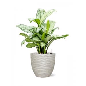 Plant in Pot Aglaonema Christina A 65 cm kamerplant in Baq Angle White 24 cm bloempot