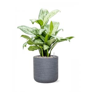 Plant in Pot Aglaonema Christina B 65 cm kamerplant in Baq Angle Grey 24 cm bloempot