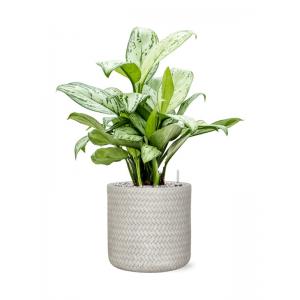 Plant in Pot Aglaonema Christina B 65 cm kamerplant in Baq Angle White 24 cm bloempot