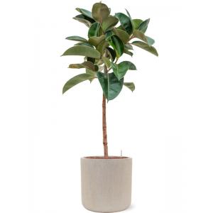 Plant in Pot Ficus Elastica Robusta 155 cm kamerplant in Baq Raindrop 42 cm bloempot