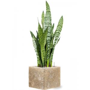 Plant in Pot Sansevieria Zeylanica 70 cm kamerplant in Baq Lava Relic Beige 22x22 cm bloempot