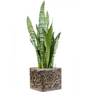 Plant in Pot Sansevieria Zeylanica 70 cm kamerplant in Baq Lava Relic Black 22x22 cm bloempot