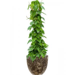 Plant in Pot Philodendron Scandens 125 cm kamerplant in Baq Lava Relic Black 36 cm bloempot