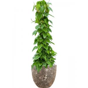 Plant in Pot Philodendron Scandens 125 cm kamerplant in Baq Lava Relic Rust Metal 36 cm bloempot